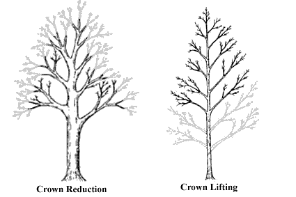 pruning Services in Woking | Furness Tree Care Ltd